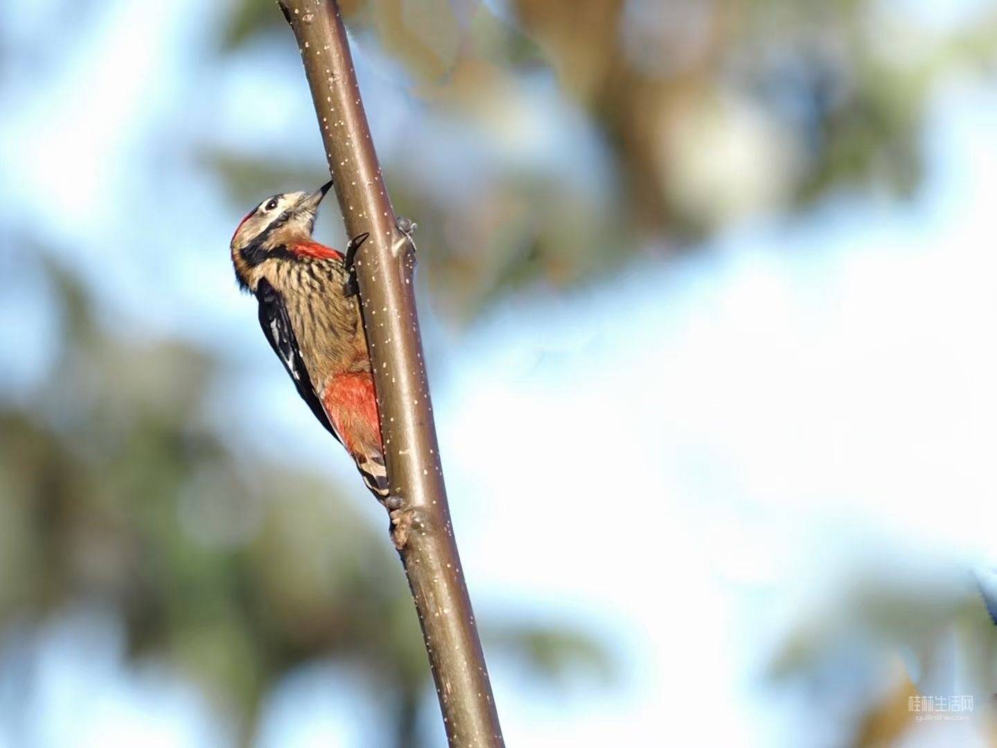 赤胸拟啄木鸟-中关村在线摄影论坛